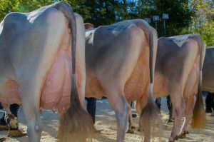 Abteilung 2.Laktation Rosalie Polly Jacobellis